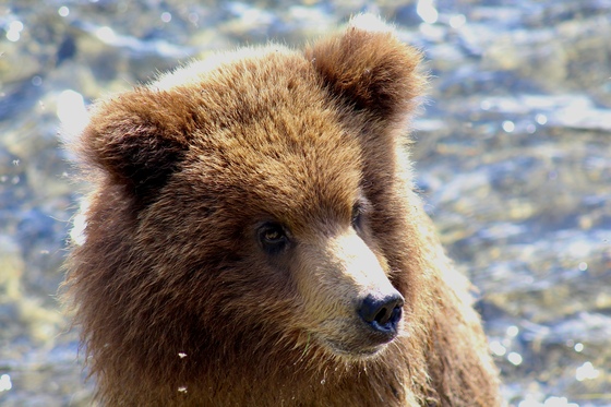 Katmai National Parks and Preserve