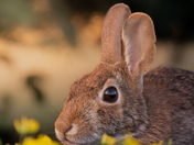 Portrait of an Eastern Cottontail 
