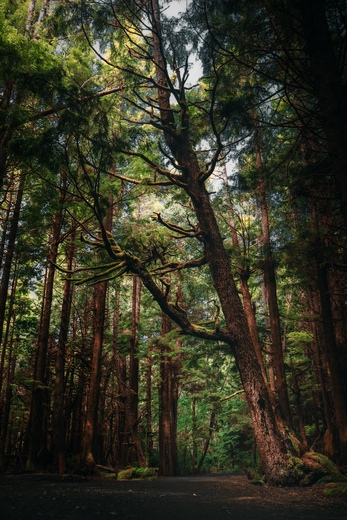 Olympic National Park