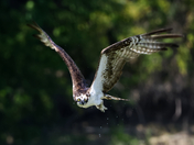 Osprey on the hunt