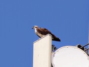 Hooray it's an Osprey!