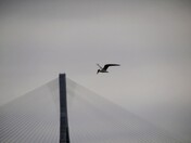 Caspian Tern and Gordie Howe Bridge