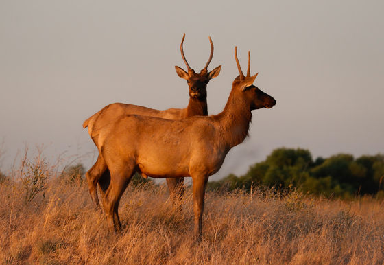 San Luis National Wildlife Refuge 