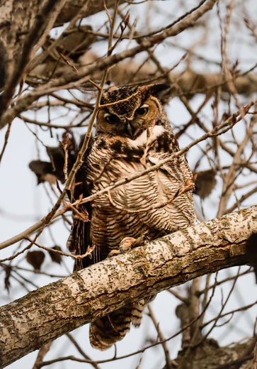 Merced National Wildlife Refuge 