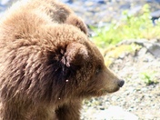 Katmai National Park