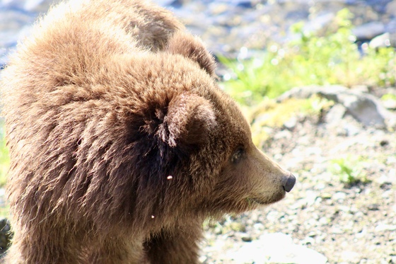 Katmai National Park