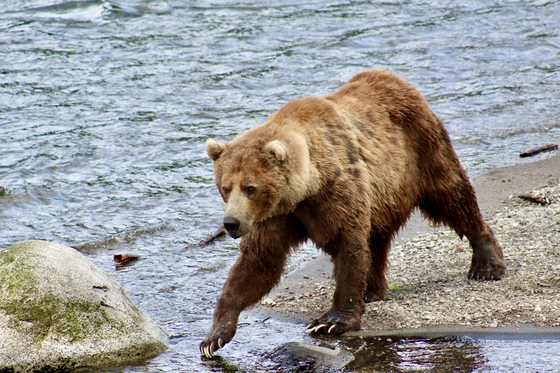 Katmai National Park