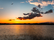 A moment of stillness, painted in light and flight