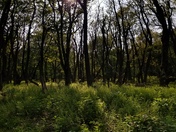 Shenandoah National Park
