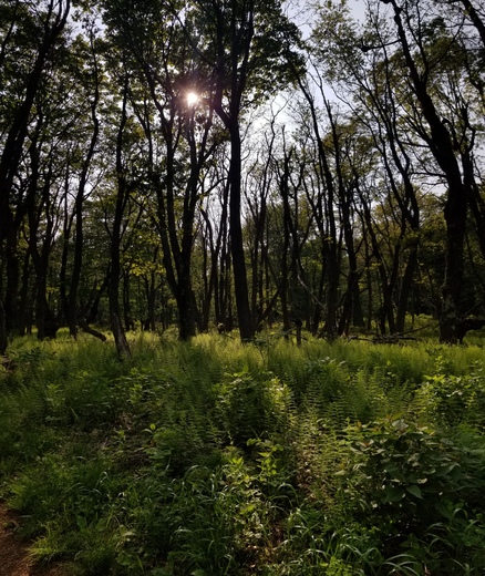 Shenandoah National Park