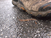 Smoky Mountains National Park