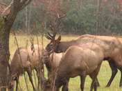 Smoky Mountains National Park