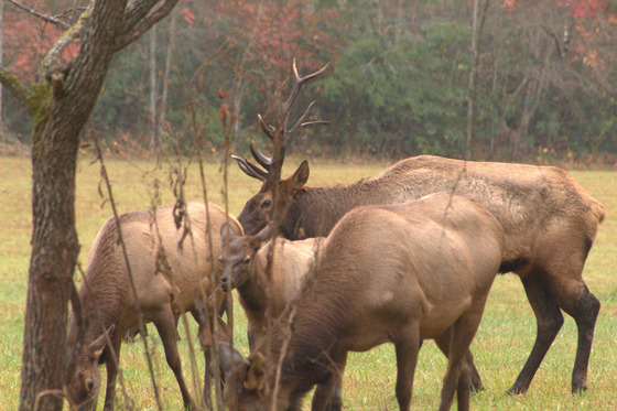 Smoky Mountains National Park
