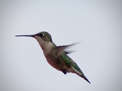 Where Did my feeder go