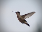 Where Did my feeder go