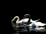 Swan Lake
