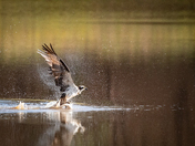 Kaibab Lake Campground