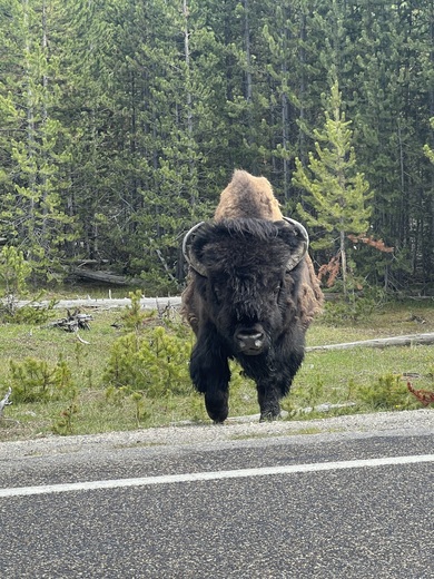 Yellowstone National Park