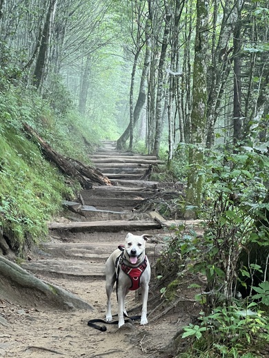 Great Smoky Mountain National Park 