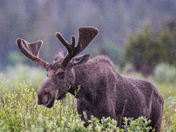 Rocky Mountain National Park