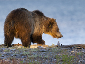 Yellowstone National Park