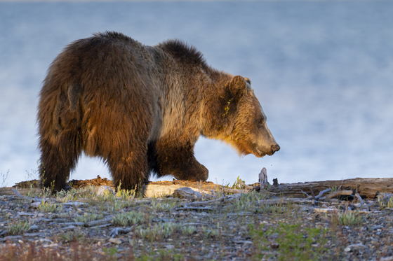 Yellowstone National Park