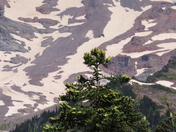 Mt Rainier National Park