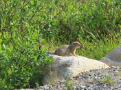 Denali National Park
