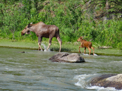Denali National Park