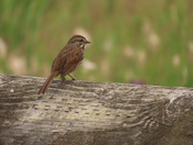 Nisqually National Wildlife Refuge