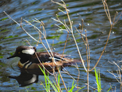 Nisqually National Wildlife Refuge
