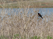 McKay Creek National Wildlife Refuge