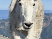 Kaniksu National Forest