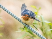Swallow On Wire 