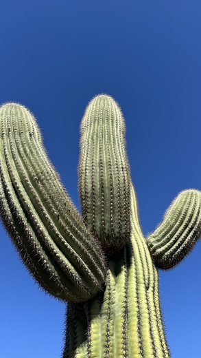 Saguaro National Park