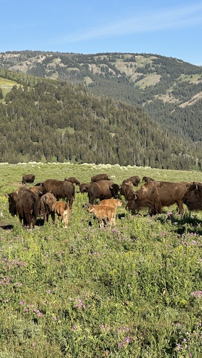 Yellowstone National Park