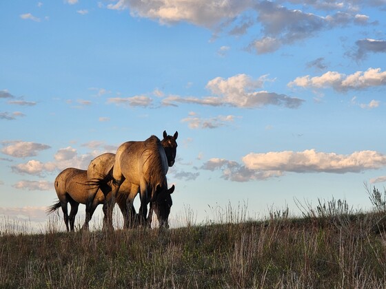 Theodore Roosevelt National Park