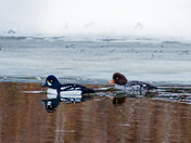 Barrow's Goldeneye