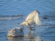 Swans On Ice 