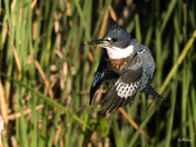 A kingfisher in flight.