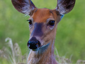 A deer portrait