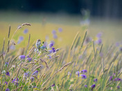 Savannahs, Vetch and Golden Hour