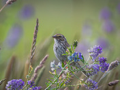 Savannahs, Vetch and Golden Hour