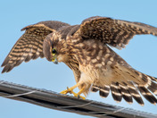 Newly fledged Merlins