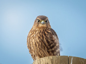 Newly fledged Merlins