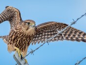 Newly fledged Merlins