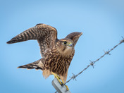 Newly fledged Merlins