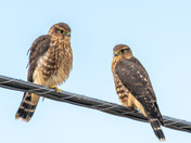Newly fledged Merlins