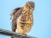 Newly fledged Merlins