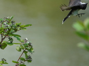 Weird flight of the kingbird